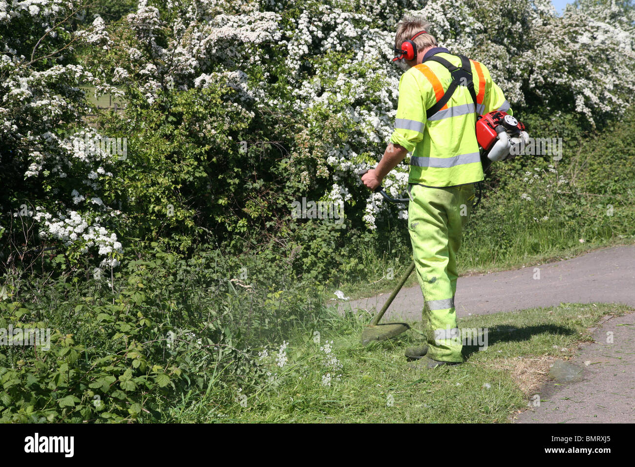 council workman strimming a hedge verge Stock Photo