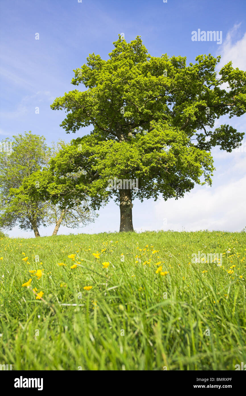 Pedunculate Oak Quercus robur tree in grassland hill-top meadow at Congresbury, Somerset in May. Stock Photo