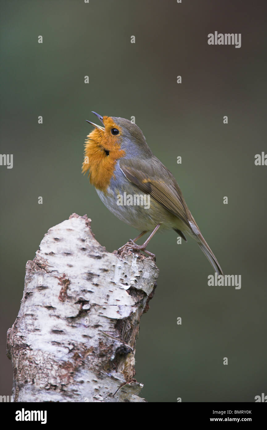 Robin singing in winter uk hires stock photography and images Alamy
