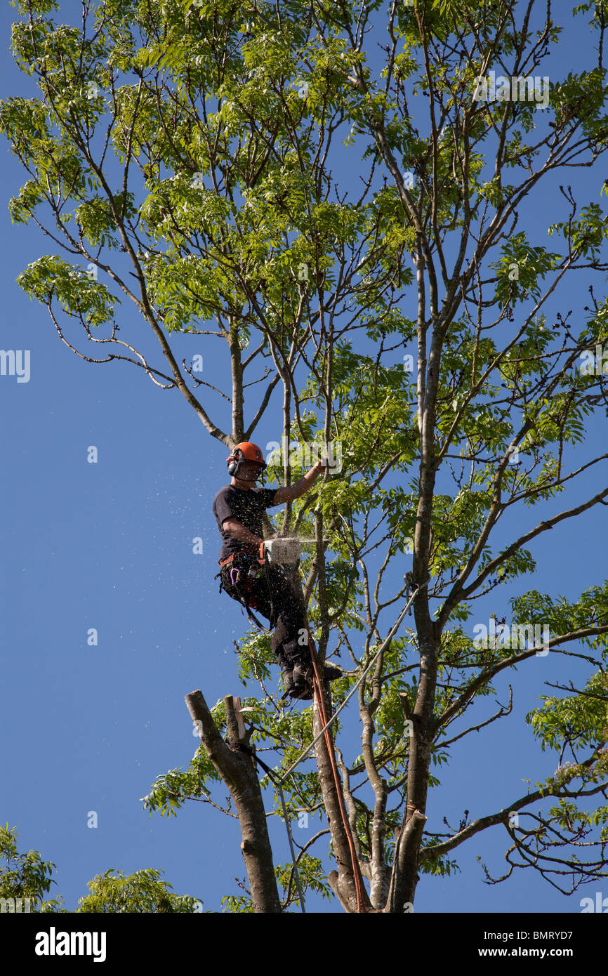 Tree surgeon working high in a tree with a chainsaw felling tree Stock ...