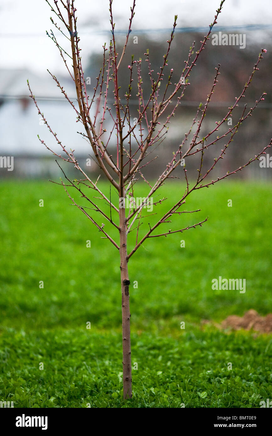 Image of a single baby peach tree in a meadow Stock Photo Alamy