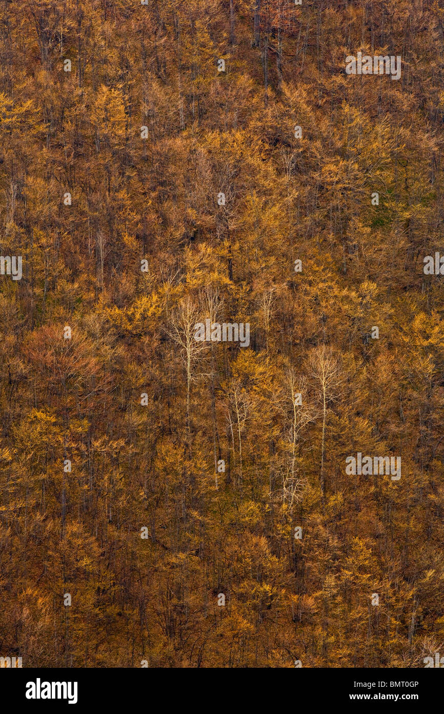 Compressed landscape of a forest with autumn colors Stock Photo - Alamy