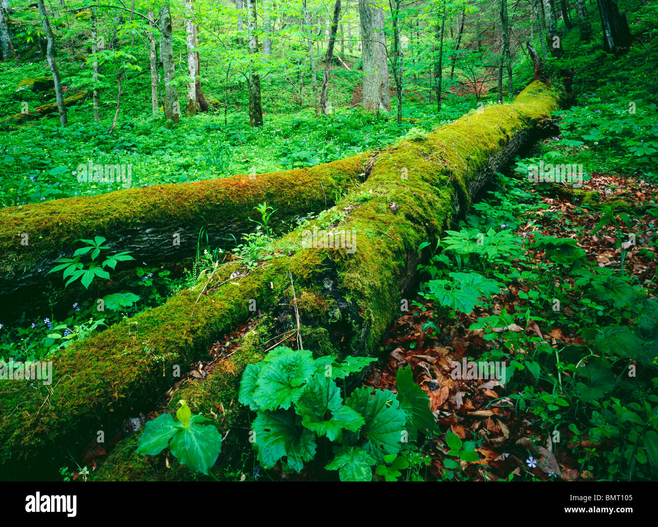 Tennessee, United States Of America; A Fallen Tree with Moss In Lush Spring Flowers And Plants In Smoky Mountains National Park Stock Photo