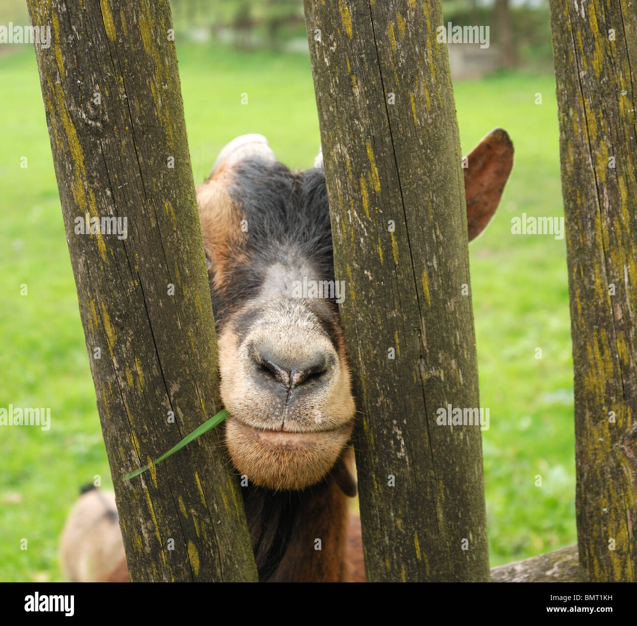 Goat behind the fence on green grass blurry background Stock Photo - Alamy