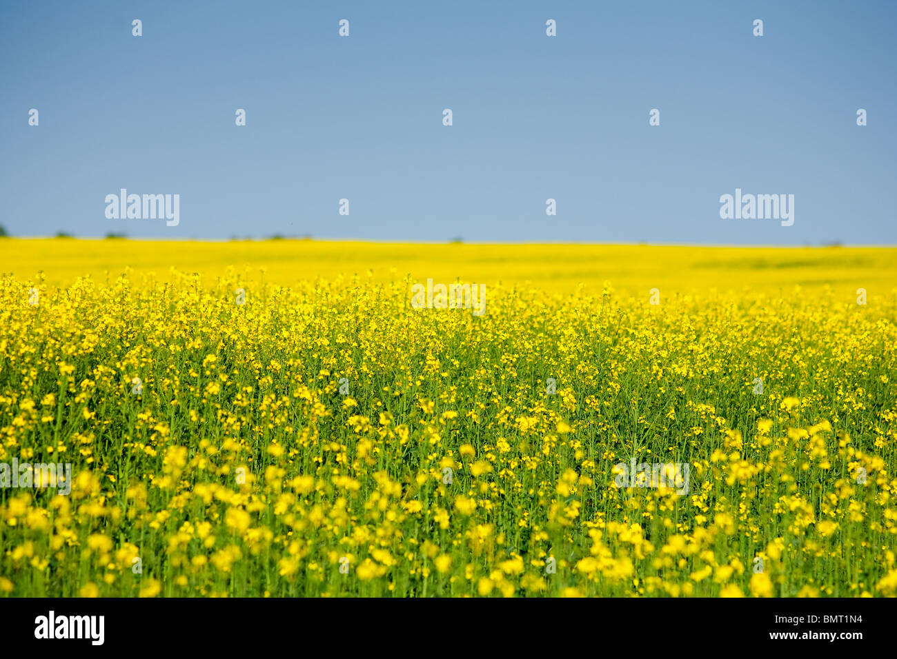 Landscape with a rape field under clear blue sky Stock Photo - Alamy