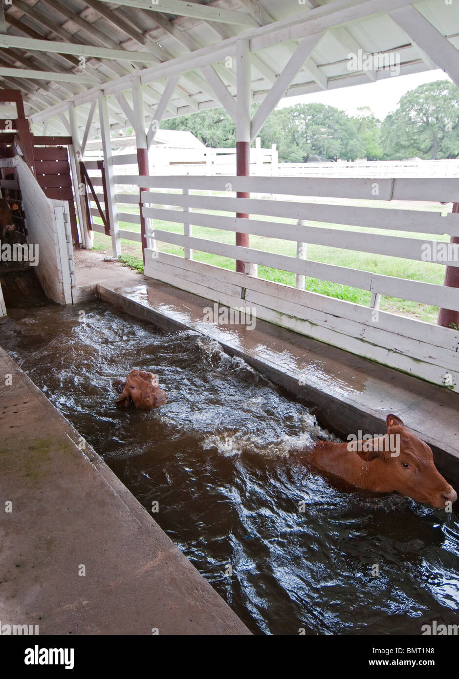 Cattle Dip High Resolution Stock Photography and Images Alamy