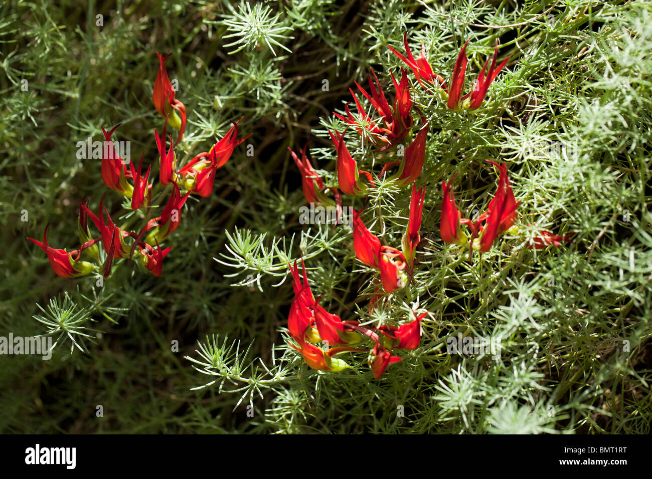 Lotus berthelotii, Heinekenia berthelotii, Lotus peliorhynchus, Röd duvnäbb, Parrot's beak, lotus vine flower, pelican beak, coral gem, endemic, canary islands, creeping, trailing, red flowers, ornamental, drought tolerant, evergreen, perennial, Fabaceae, Leguminosae, legume, pea, bean family, Fabales, flowering plant, ärtordningen, Stock Photo