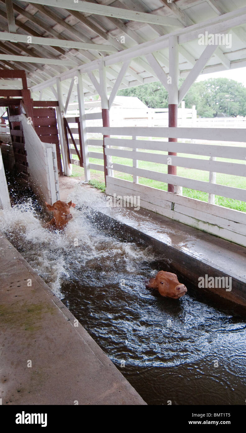 Cattle dip hires stock photography and images Alamy