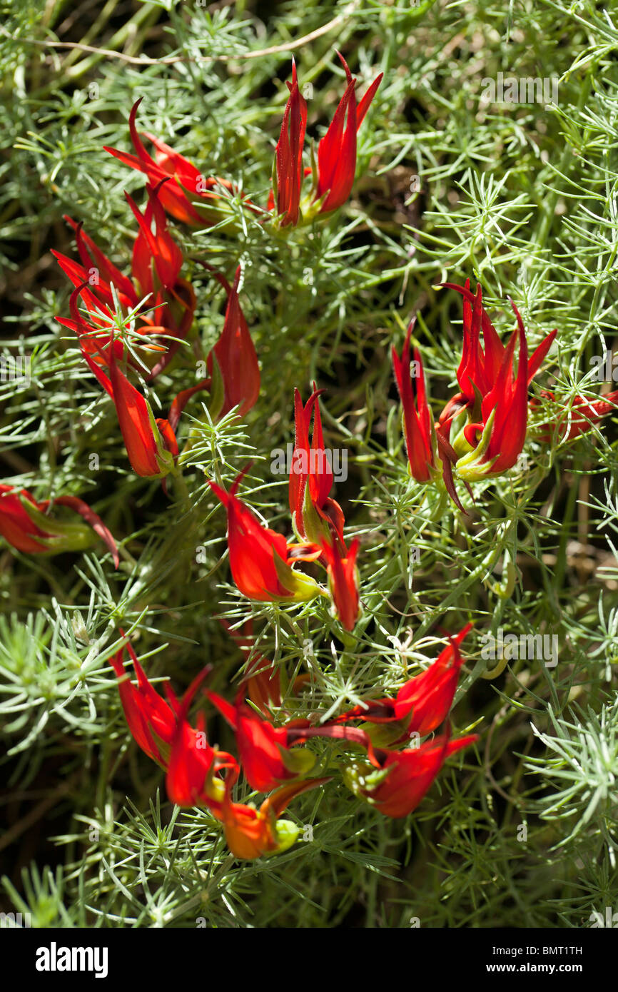 Lotus berthelotii, Heinekenia berthelotii, Lotus peliorhynchus, Röd duvnäbb, Parrot's beak, lotus vine flower, pelican beak, coral gem, endemic, canary islands, creeping, trailing, red flowers, ornamental, drought tolerant, evergreen, perennial, Fabaceae, Leguminosae, legume, pea, bean family, Fabales, flowering plant, ärtordningen, Stock Photo