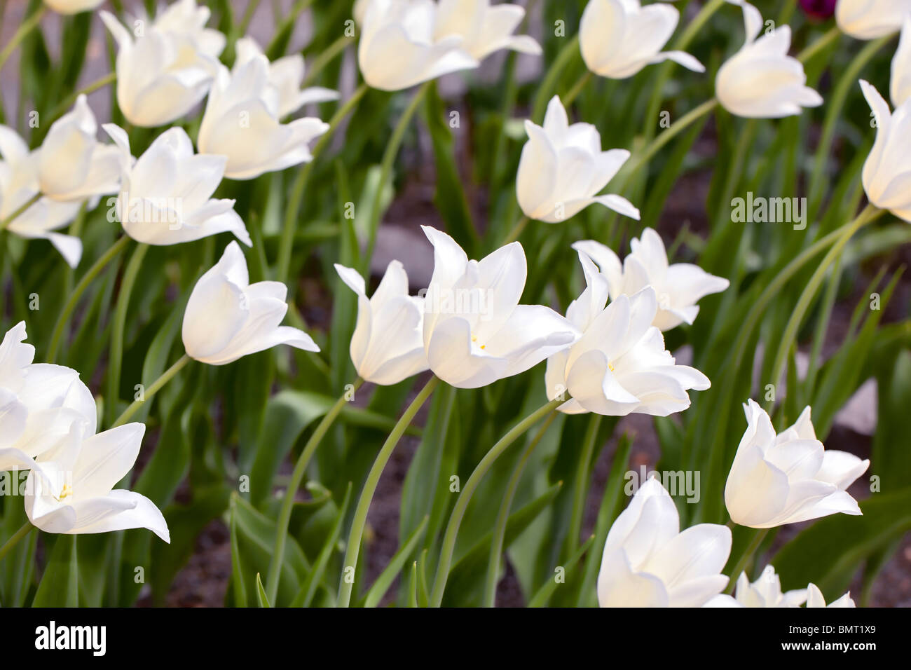 'White Triumphator' Lily Flowered Tulip, Liljetulpan (Tulipa gesneriana) Stock Photo