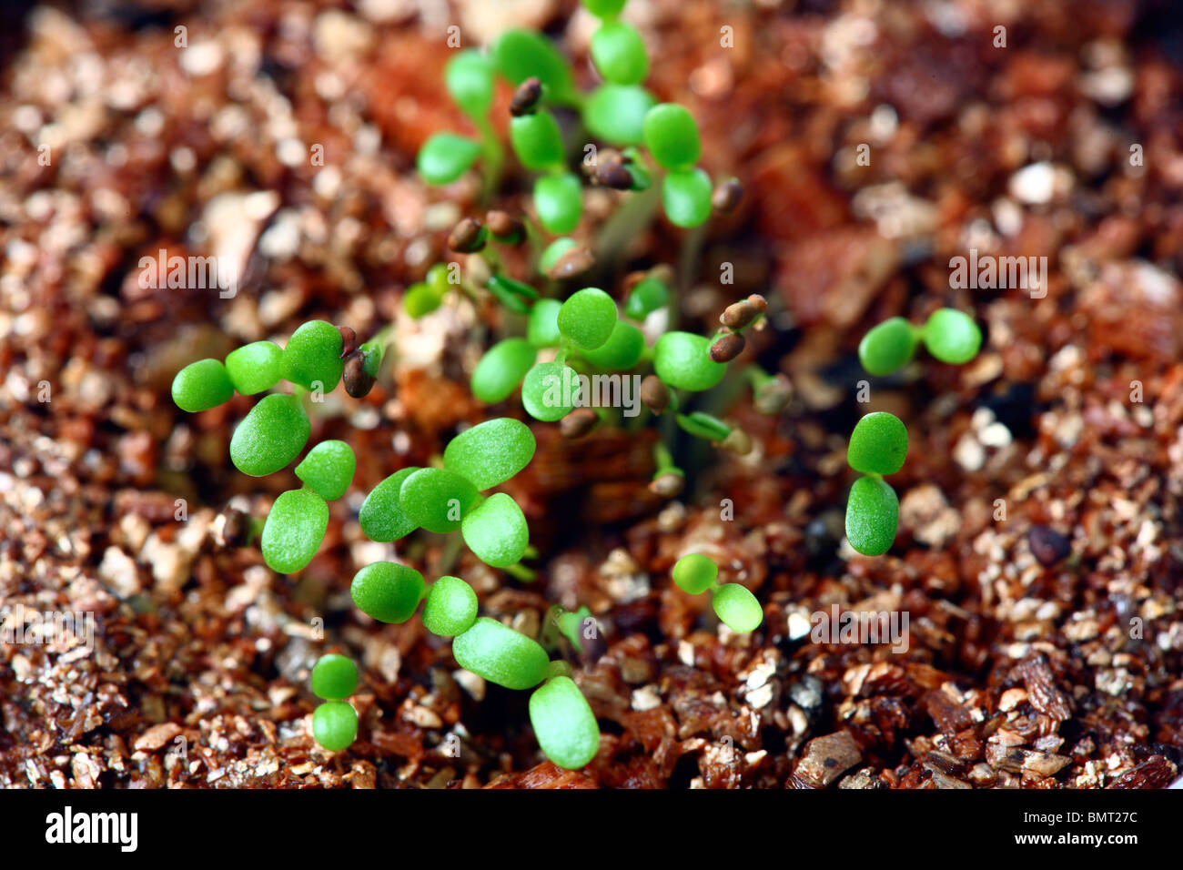 germ bud of clover, plants at a hotbed, agars Stock Photo