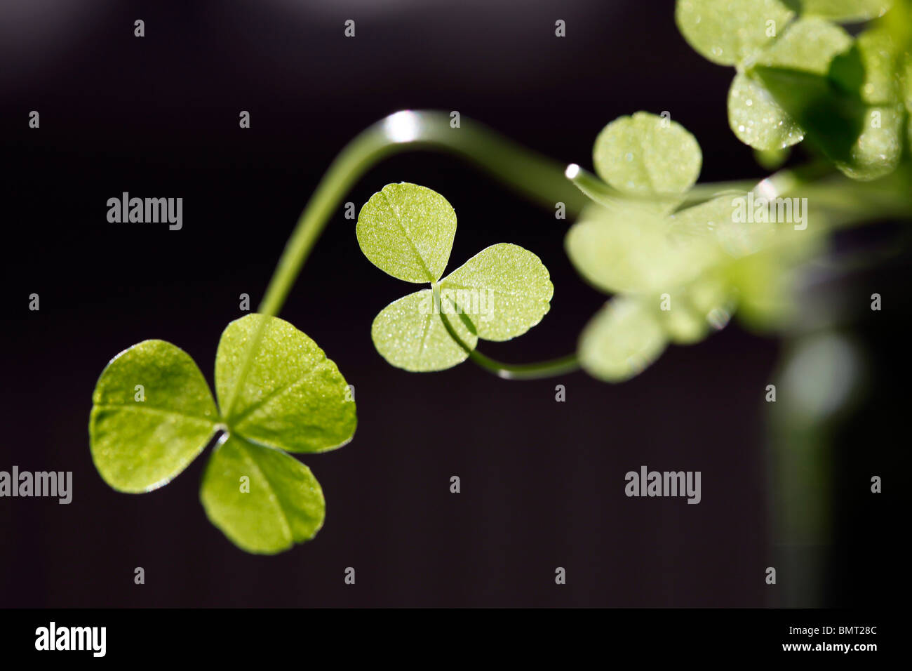 clover, plants. Stock Photo