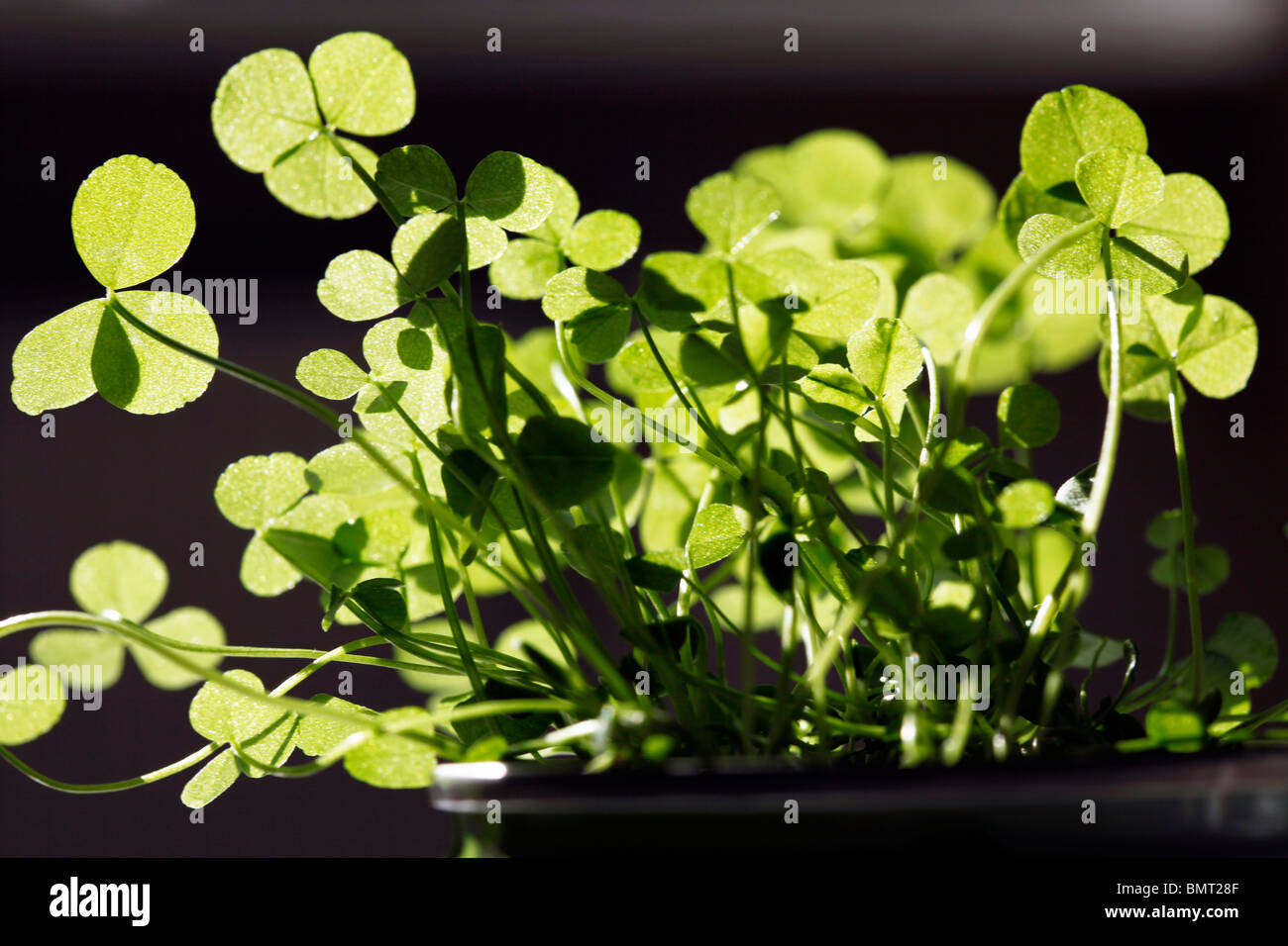 clover, plants. Stock Photo