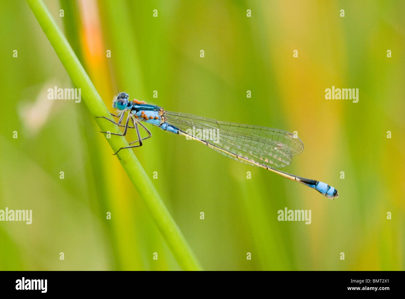 Blue Damselfly resting on a blade of grass Australia Stock Photo - Alamy