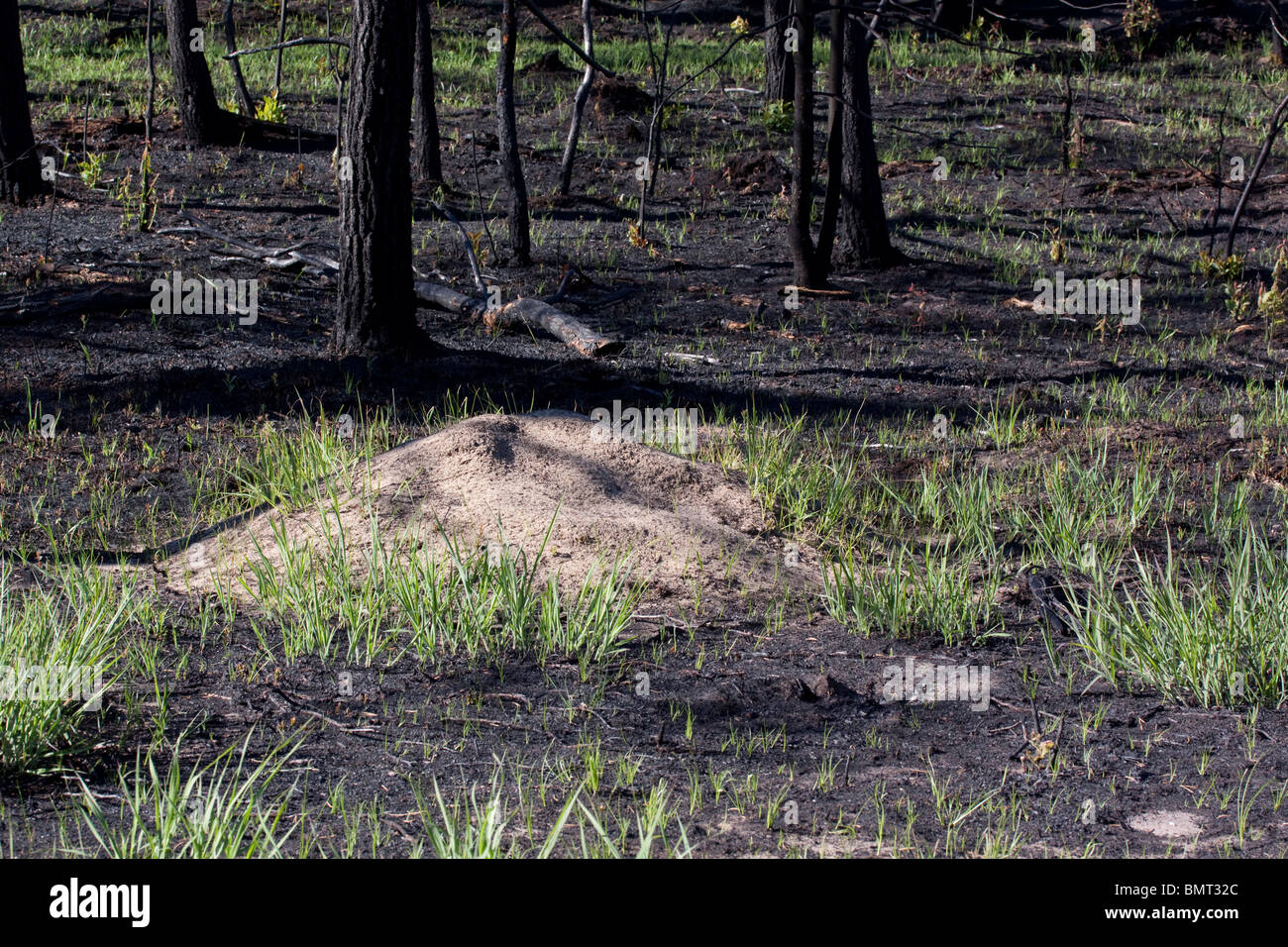 Freshly burned Jack Pine forest  Pinus banksiana and large Red Ant hill Northern Michigan USA Stock Photo