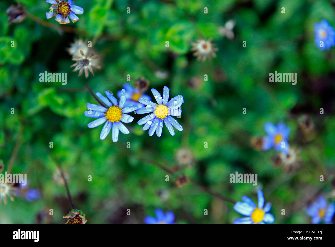 Water droplets on blue daisy flowers, Wild Aster, (Felicia aethiopica) in Kirstenbosch National Botanical Gardens, Cape Town, South Africa. Stock Photo