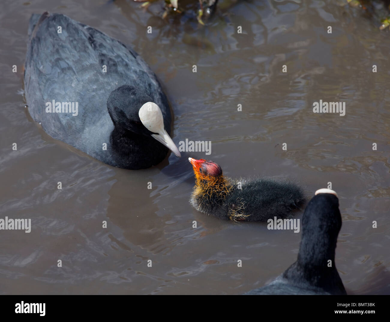 Baby coots hires stock photography and images Alamy