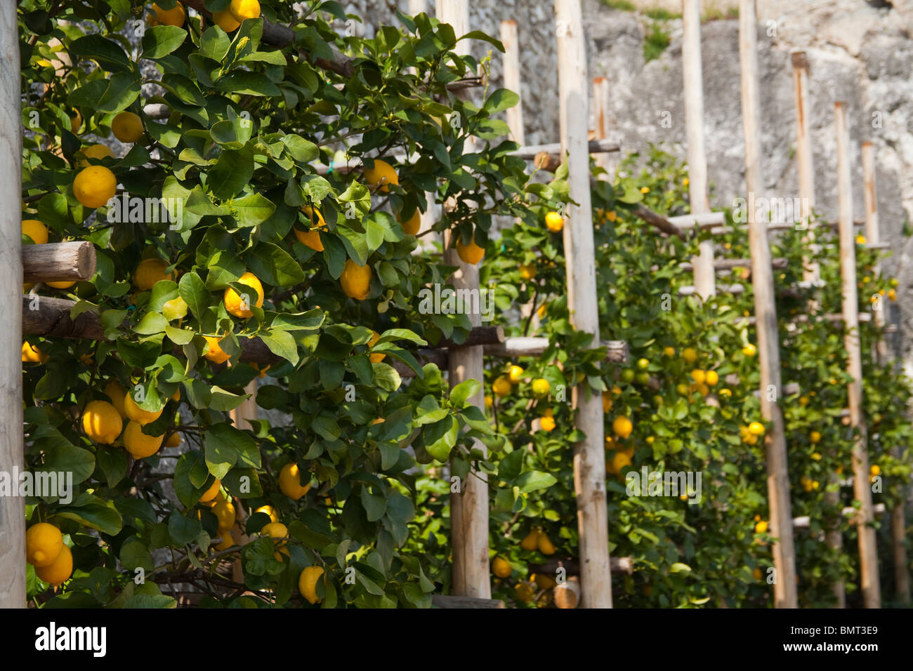 Lemon grove, limonaia del Castel, Limone sul Garda, Italy Stock Photo