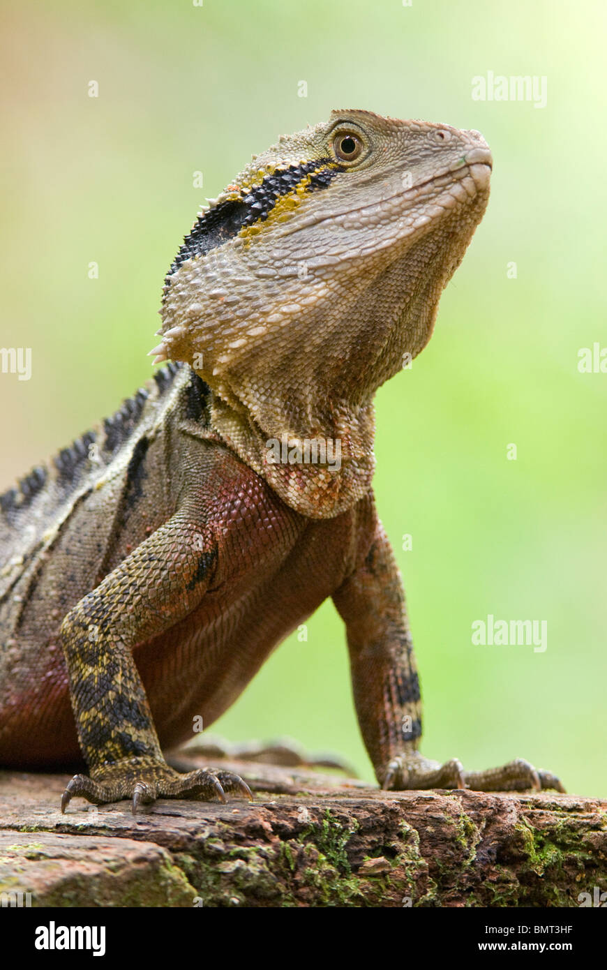 Eastern Water Dragon Physignathus lesuerii Australia Stock Photo Alamy