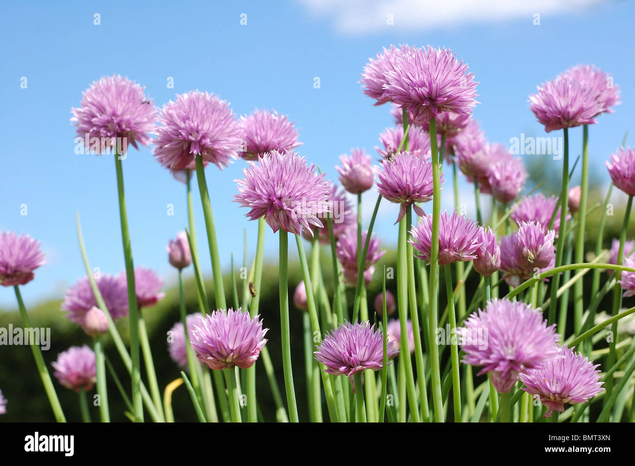 chive in the garden Stock Photo - Alamy