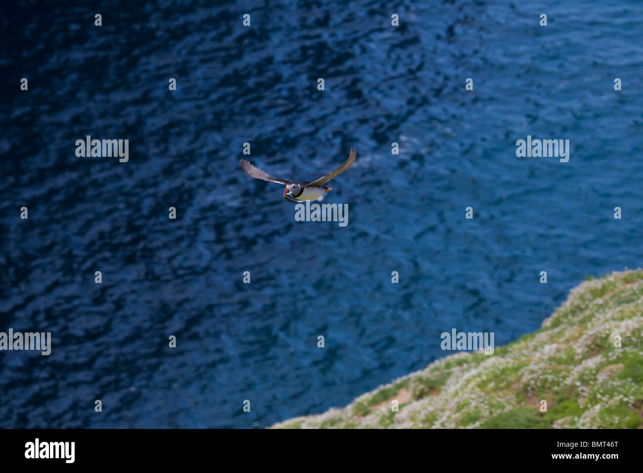 A puffin flying with sand eels in its beak. Stock Photo