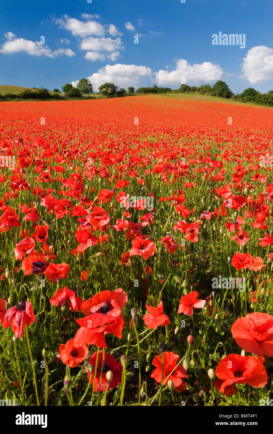 English nature reserve hires stock photography and images Alamy