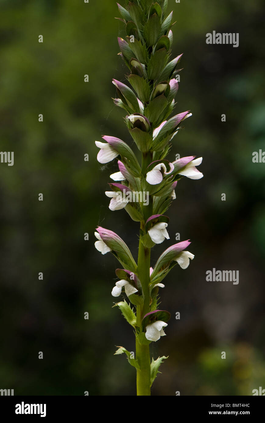 Acanthus spinosus, Bear's Breeches, growing wild in Andalucia, Spain Stock Photo