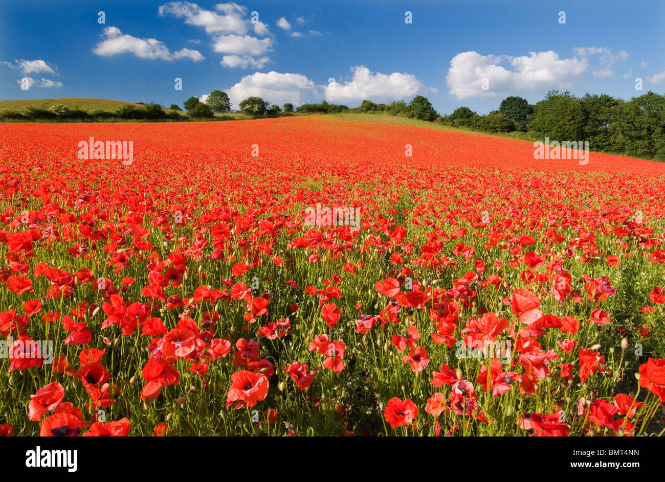 Spectacular display of Wild Poppies at a English Nature Reserve Stock Photo