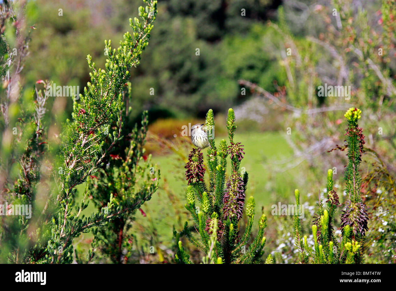 Spotted Prinia (Prinia maculosa) sitting on erica plant in Kirstenbosch National Botanical Gardens in Cape Town, South Africa. Stock Photo