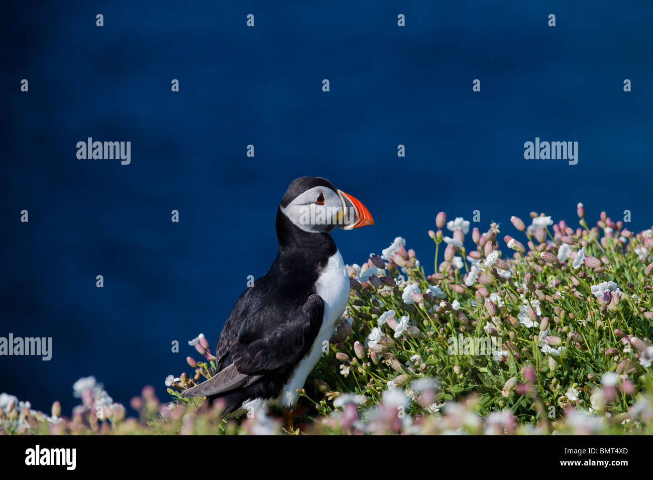 Puffin on Skomer island Pembrokeshire, Wales surrounded by sea campion