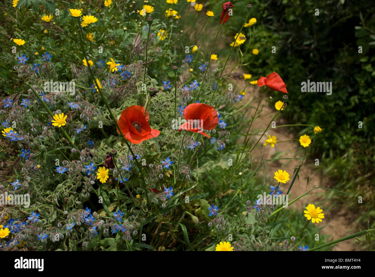 Spanish Wildflowers, near Estacion de Benaojan, Serrania de Ronda, Andalucia, Spain Stock Photo