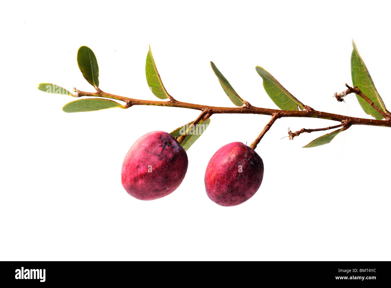 Cocoplum - Guajuru (Chrysobalanus icaco) - fruit and leaves on white background Stock Photo