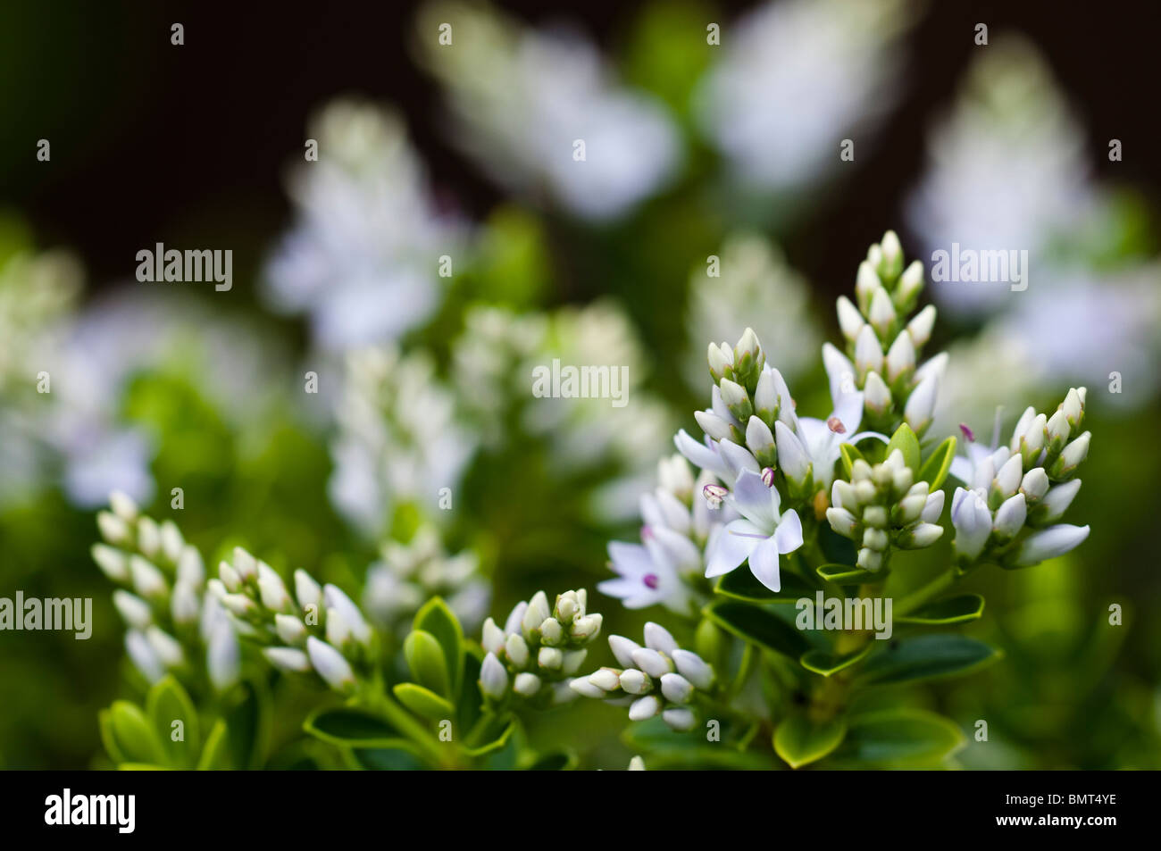 Hebe vernicosa, Varnished Hebe in flower in June Stock Photo Alamy