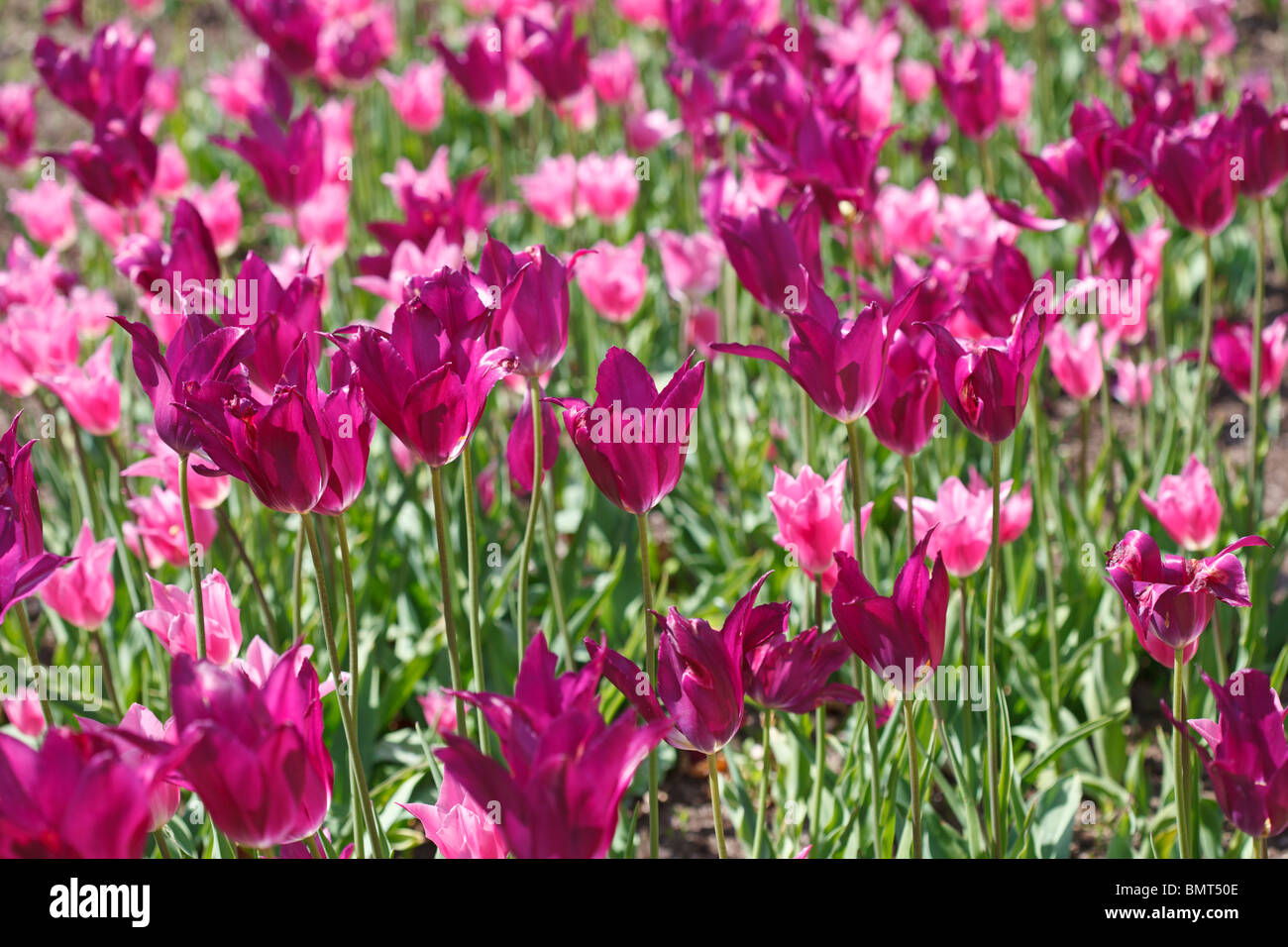 Shot of Spring colour - Tulipa 'passionale' & Tulipa 'burgundy' Stock Photo