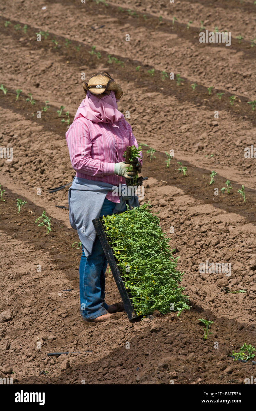 In California an agricultural worker stays protected from the hot Sun while planting watermelon seedlings on well prepared beds. Stock Photo