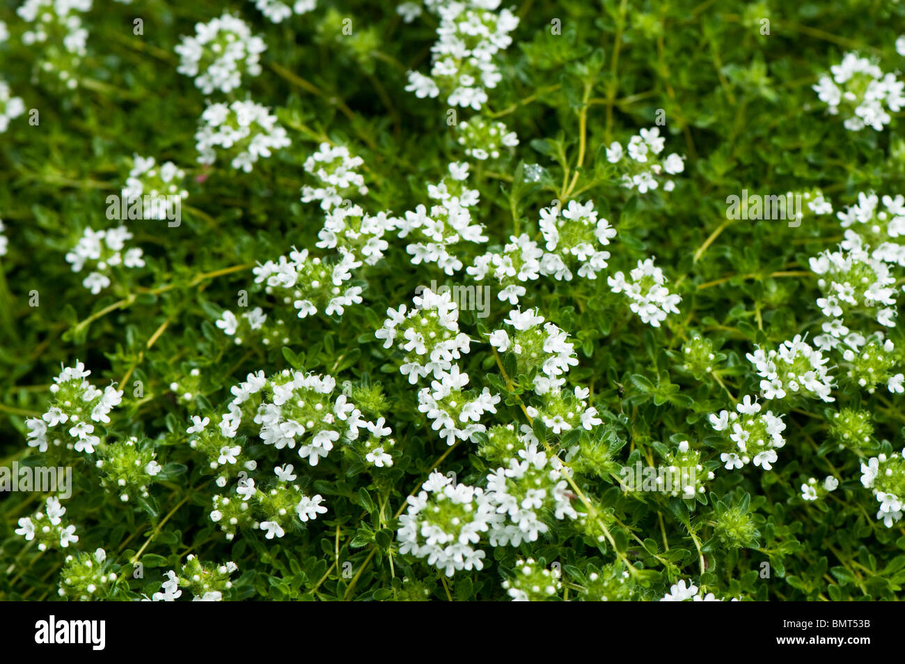 Thymus serpyllum ‘snowdrift hires stock photography and images Alamy