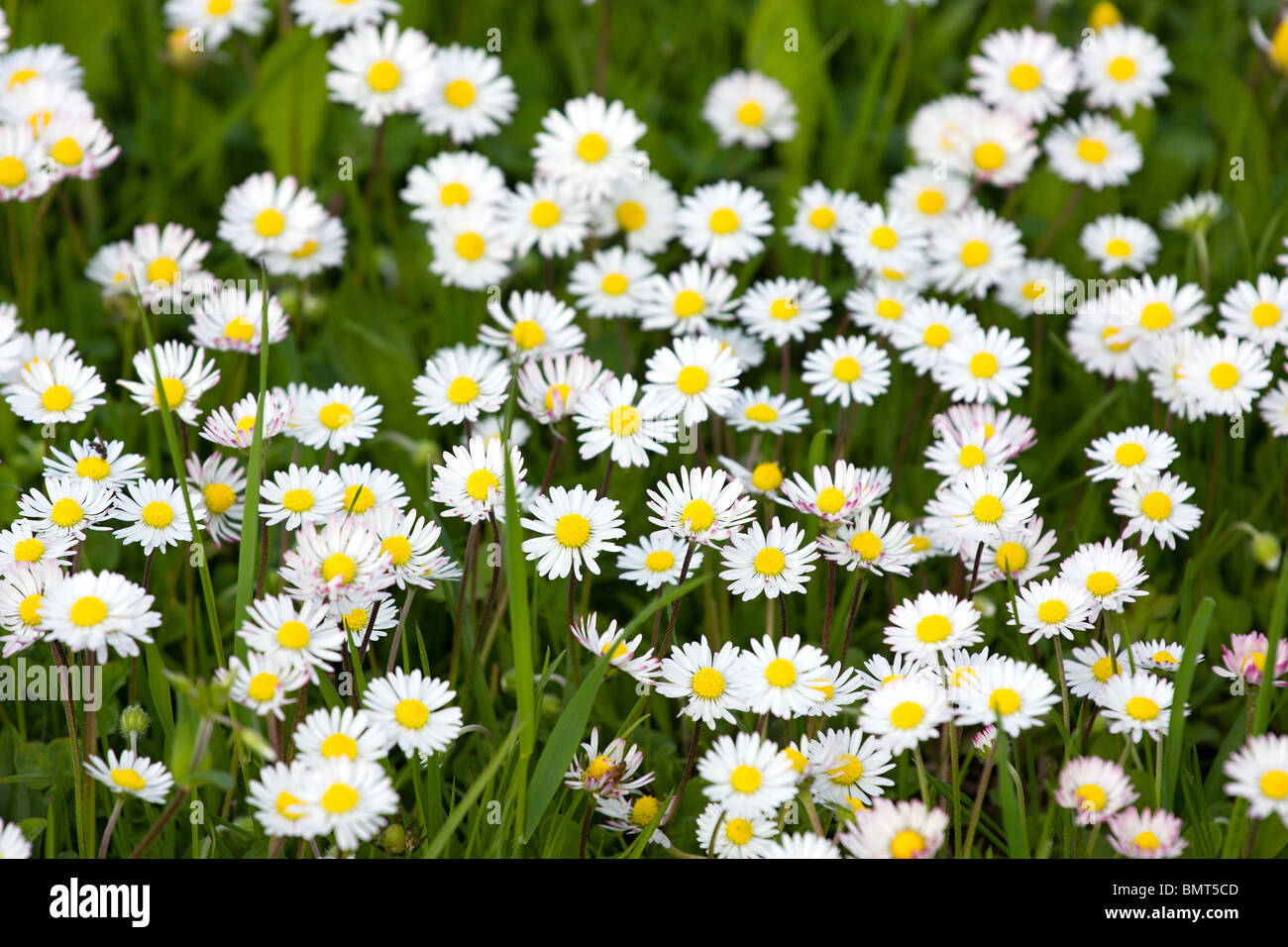 Spring meadow full of daisies Stock Photo - Alamy