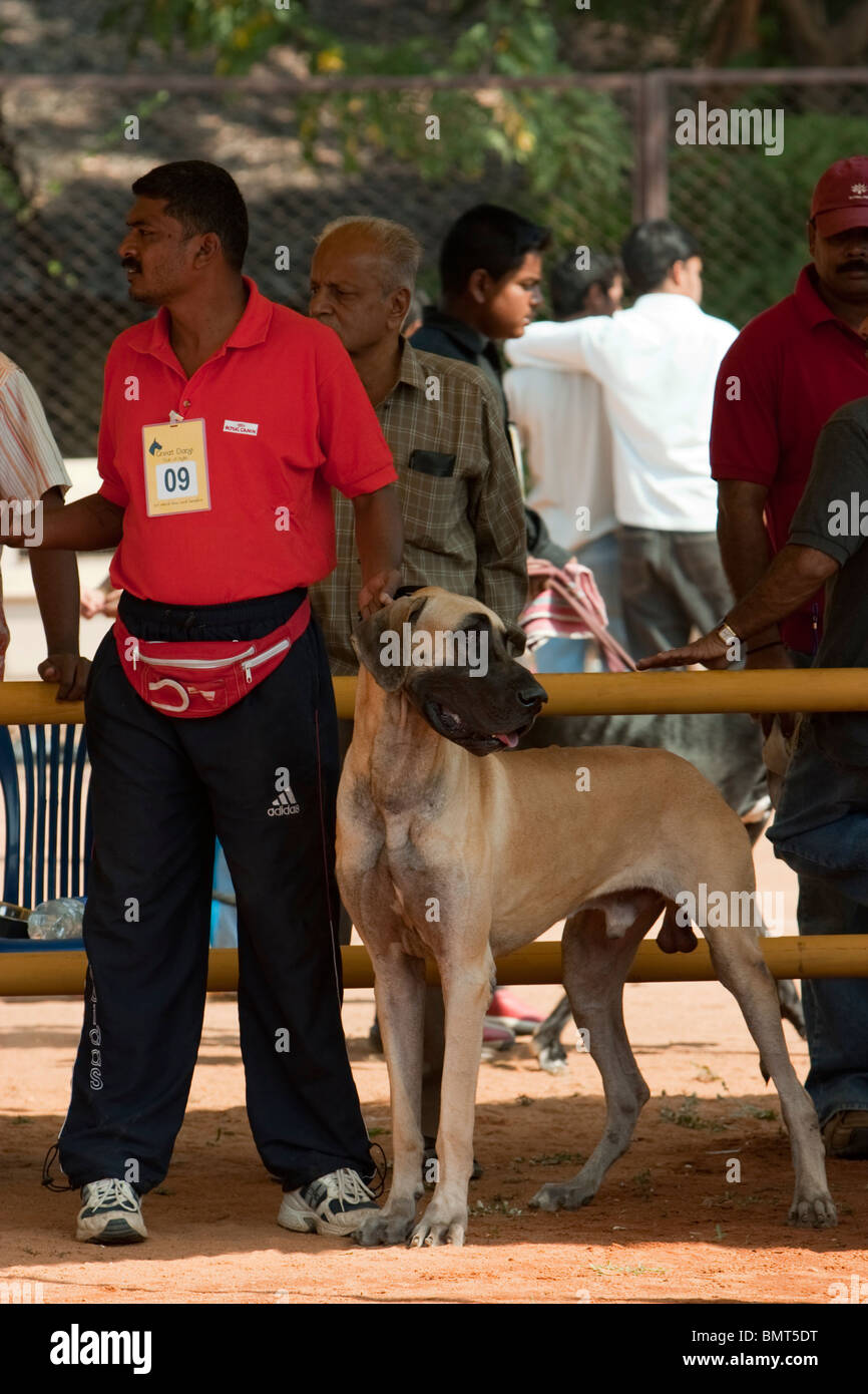 A Great Dane with his handler at the Bangalore dog show in Karnataka