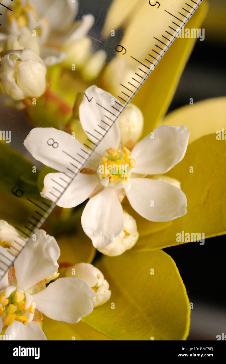 Measuring the flower of Choisya ternata. Common name Mexican orange blossom. 'Sundance' cultivar. Stock Photo