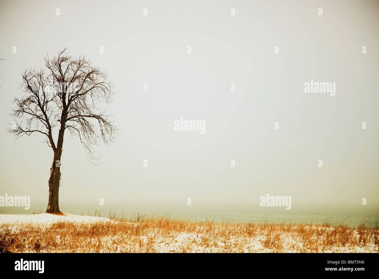 Jordan, Ontario, Canada; A Tree Along The Shore Of Lake Ontario With Some Snow Stock Photo