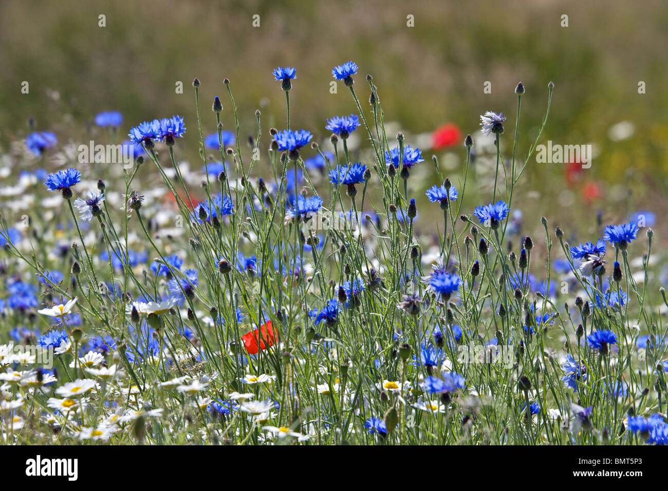 wildflowers growing in newly created meadow in Birkenhead Park Stock Photo