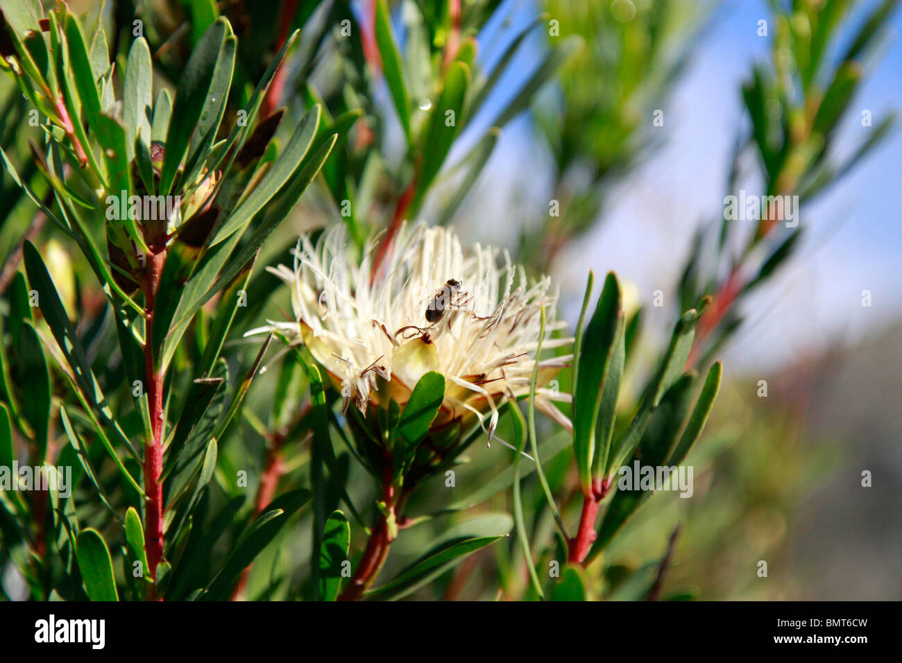 Bee pollinating Protea, (Protea aurea) in Kirstenbosch National Botanical Gardens, Cape Town, South Africa. Stock Photo