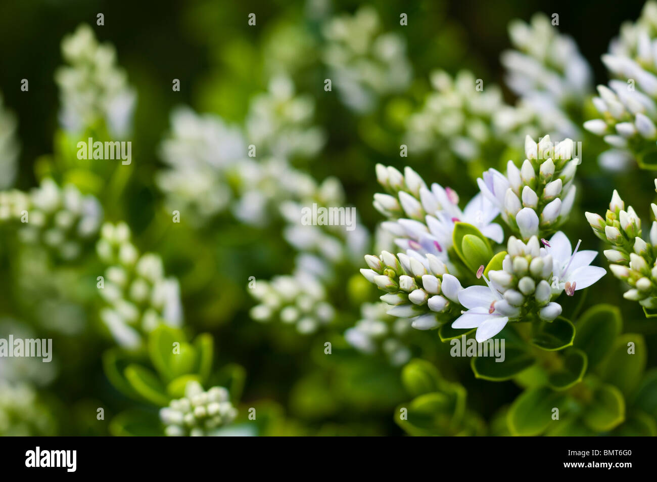 Hebe vernicosa, Varnished Hebe in flower in June Stock Photo Alamy