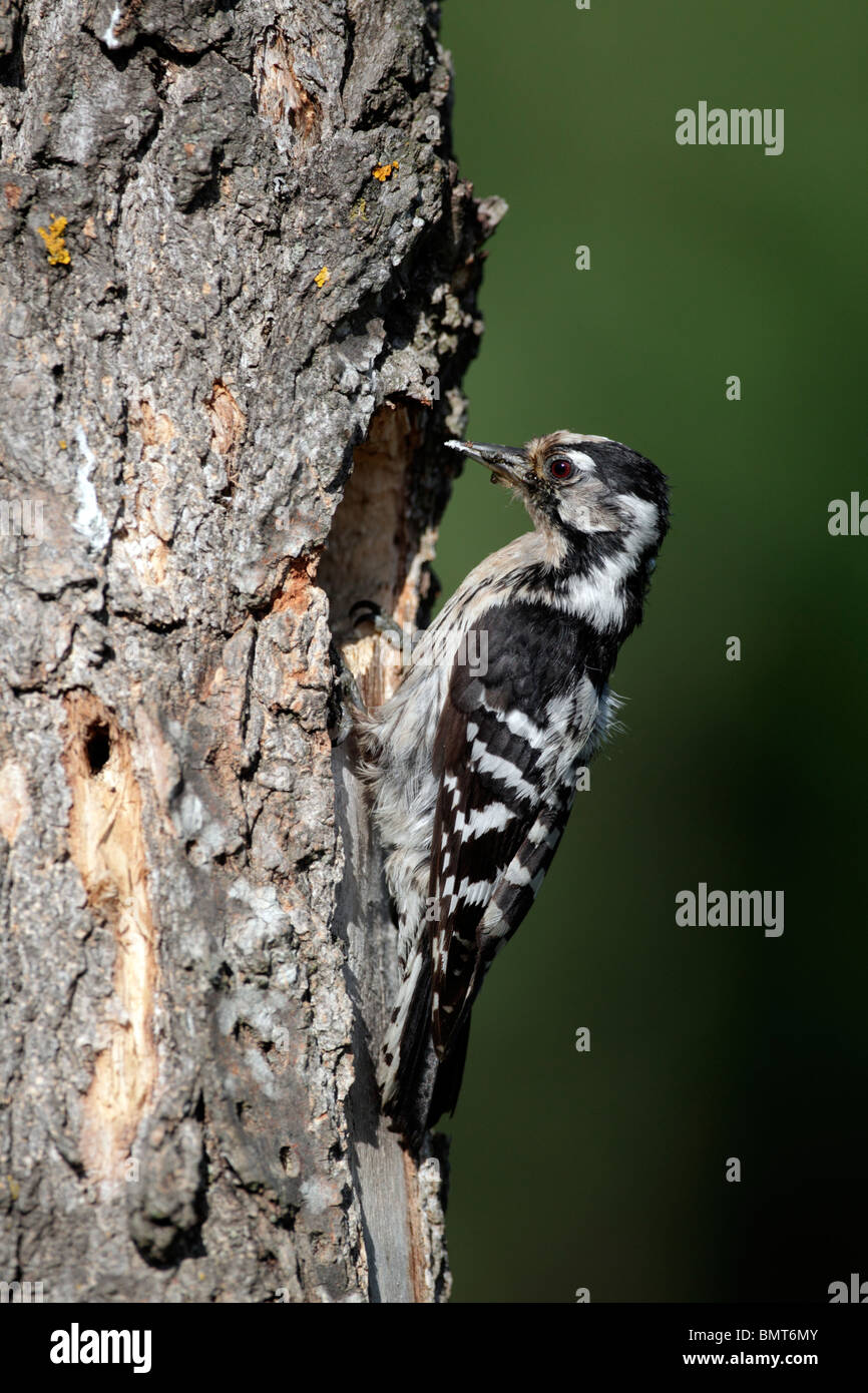 Lesser-spotted woodpecker, Dendrocopos minor, single female at nest