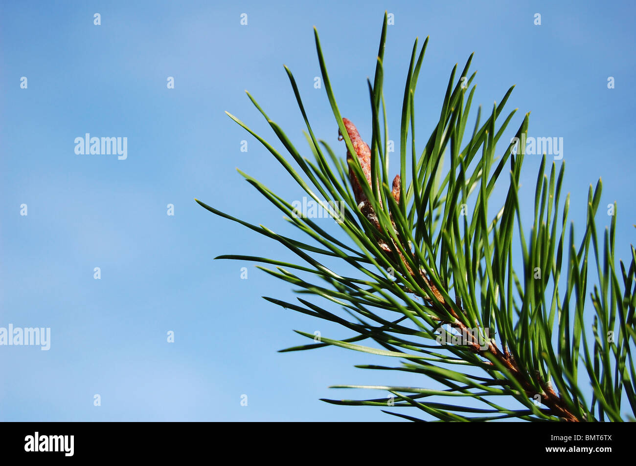 The branch of pine-tree and blue sky Stock Photo - Alamy