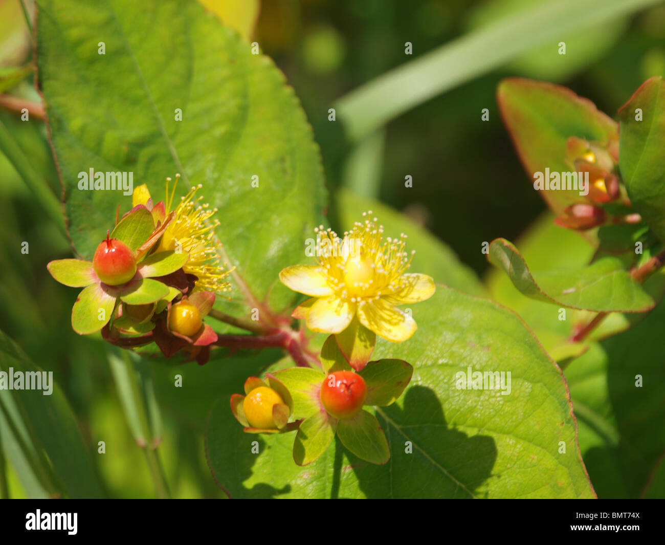 Tutsan plant hi-res stock photography and images - Alamy