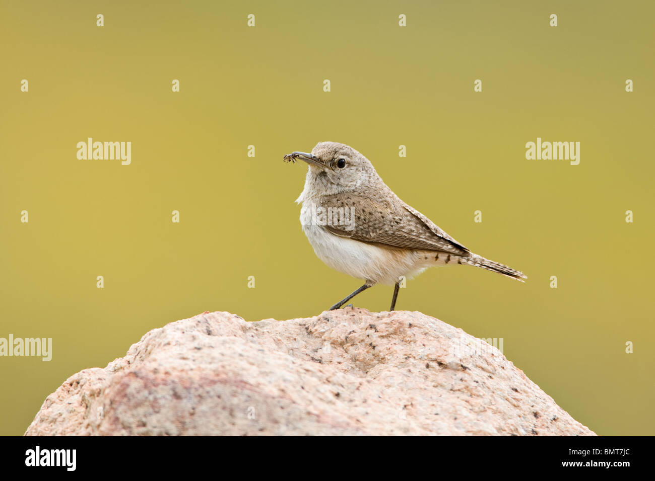 Rock Wren with Spider Stock Photo