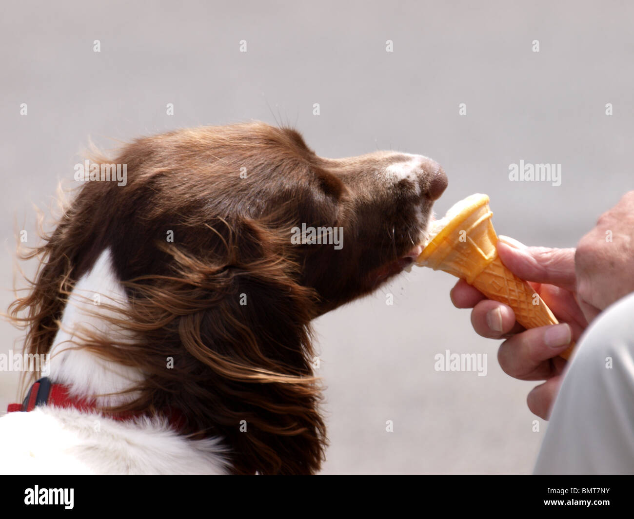 Dog licking icecream hi-res stock photography and images - Alamy