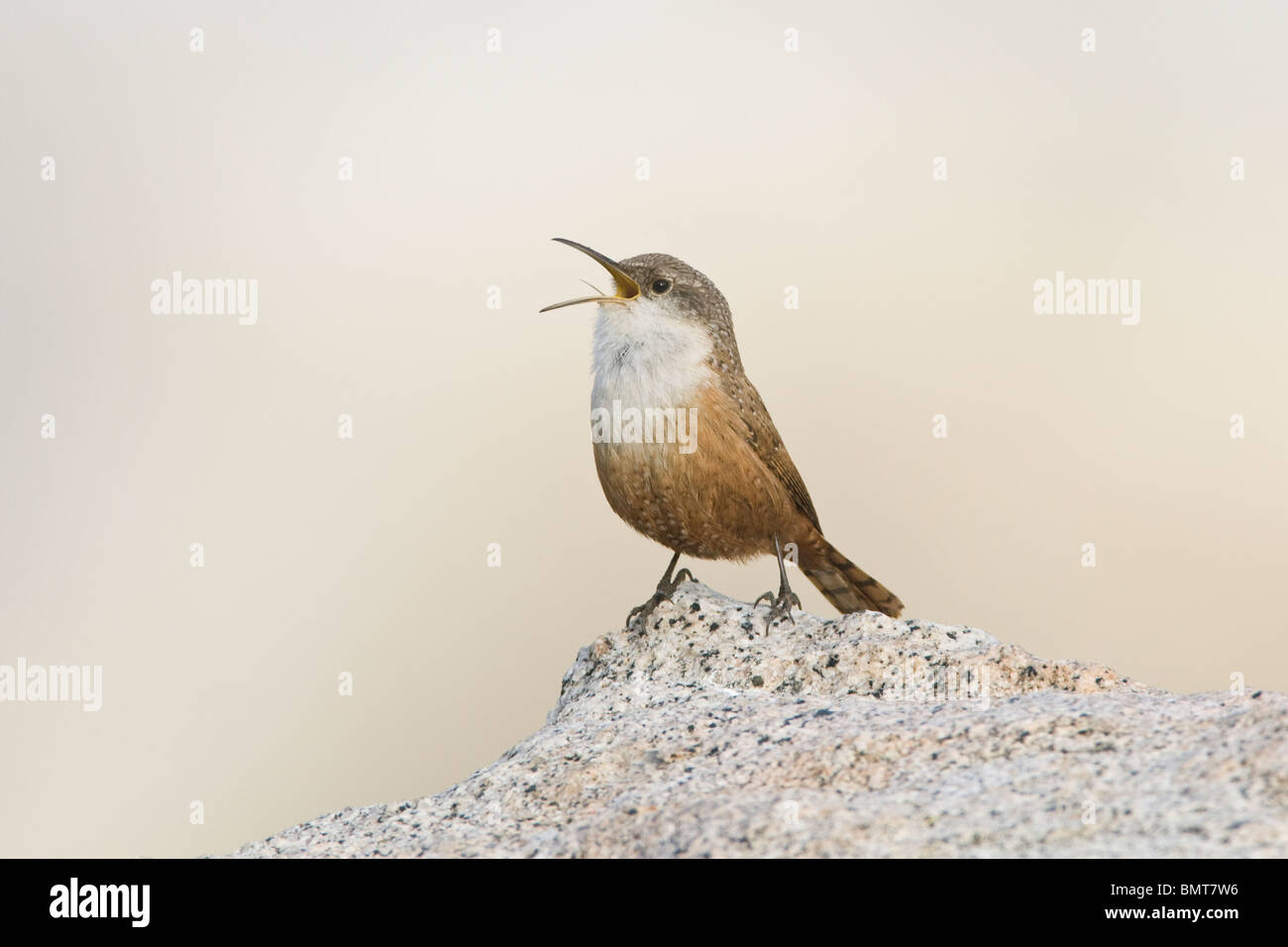 Canyon Wren singing Stock Photo