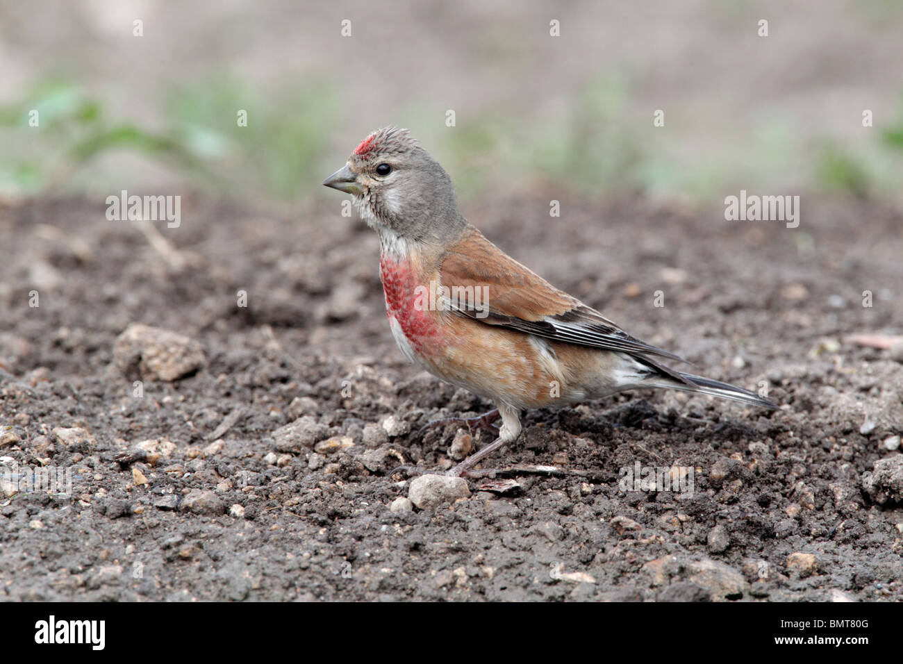 Linnet, Carduelis cannabina, single male on ground, Bulgaria, May 2010 Stock Photo